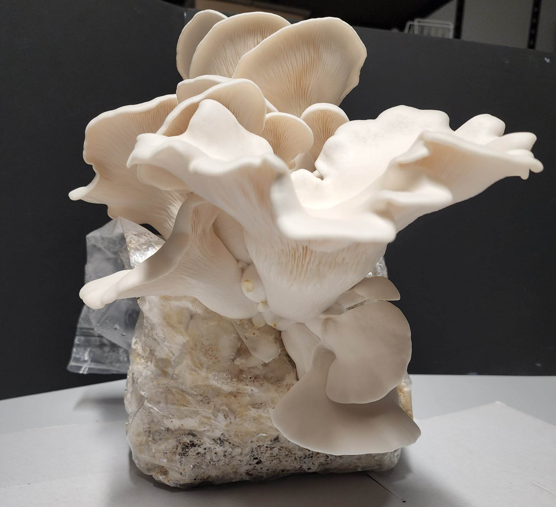 Snow White Oyster Mushroom Grow Bag