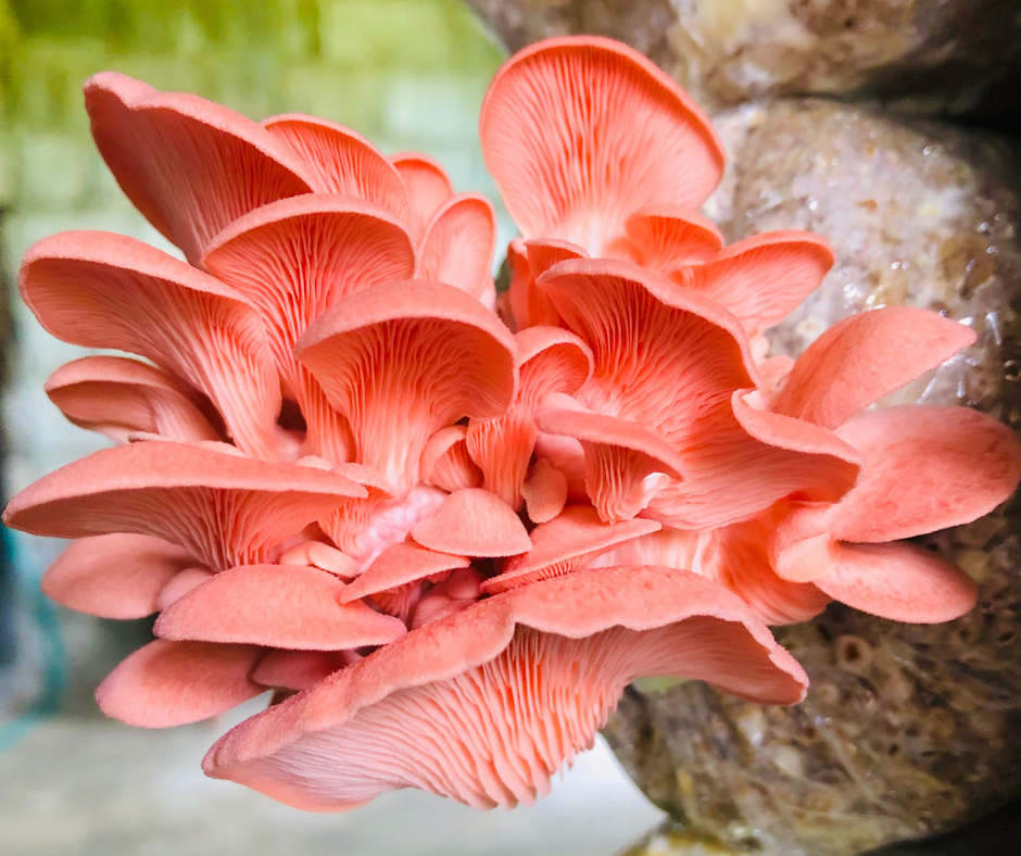 Pink Oyster Mushroom Grow Bag